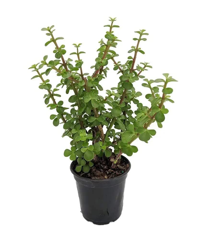 GREEN PARADISE Indoor Air purifying plants plants for home, Office Decor, Garden (Pack Of 1 Healthy Plant) (INDOOR, JADE PLANT) Nursery Grower (B0BVMPXGJ3) Amazon Price History, Amazon Price Tracker