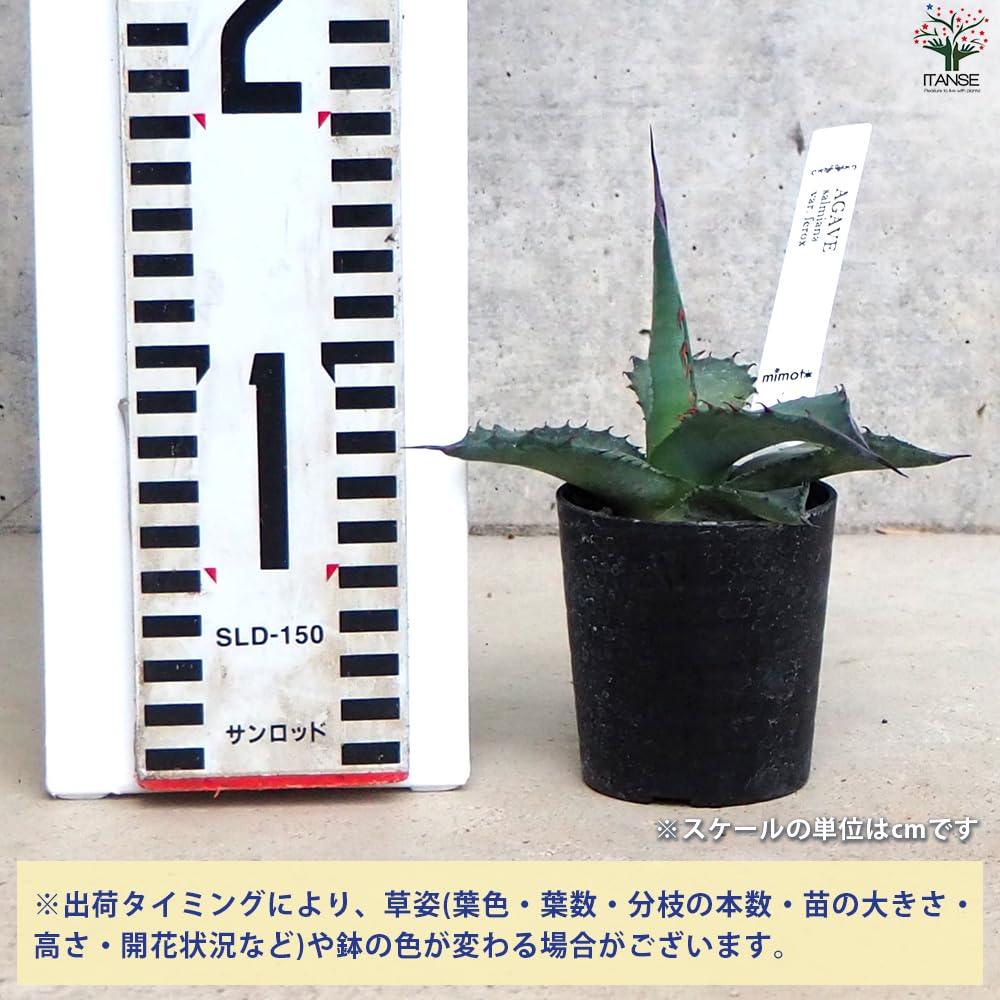 Amazon.co.jp: ITANSE アガベ・サルミアナ フェロックス 2.5号1