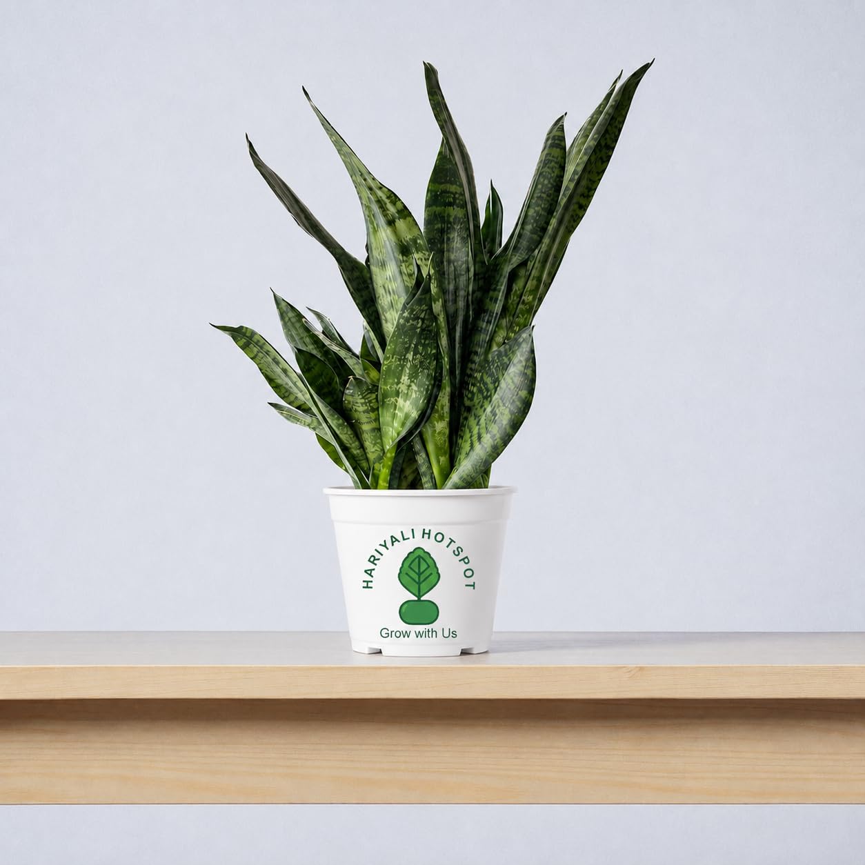Hariyali Hotspot Premium Snake Plant Black | Sansevieria Air Purifier Plant | Low Maintenance Indoor Plant for Home & Office Decor-picture-27