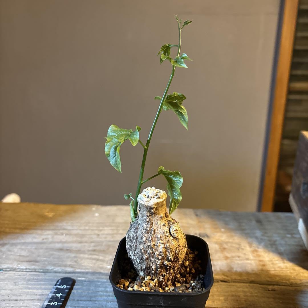 Amazon｜2.アデニア ヴィリディフローラ 未発根｜観葉植物 オンライン通販