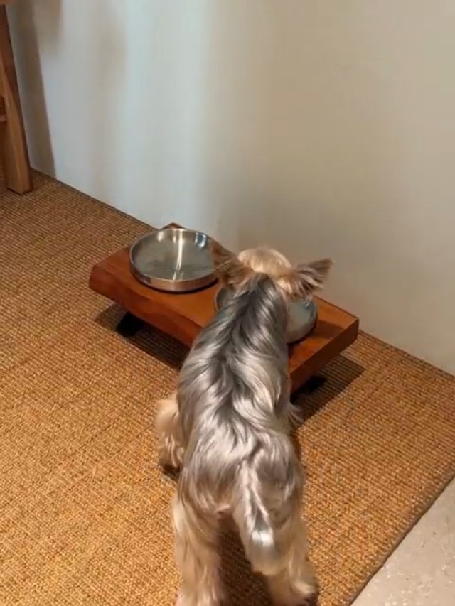 Amazon | 無垢材スタンド 304ステンレス ダブルボウル エサ台 小型犬