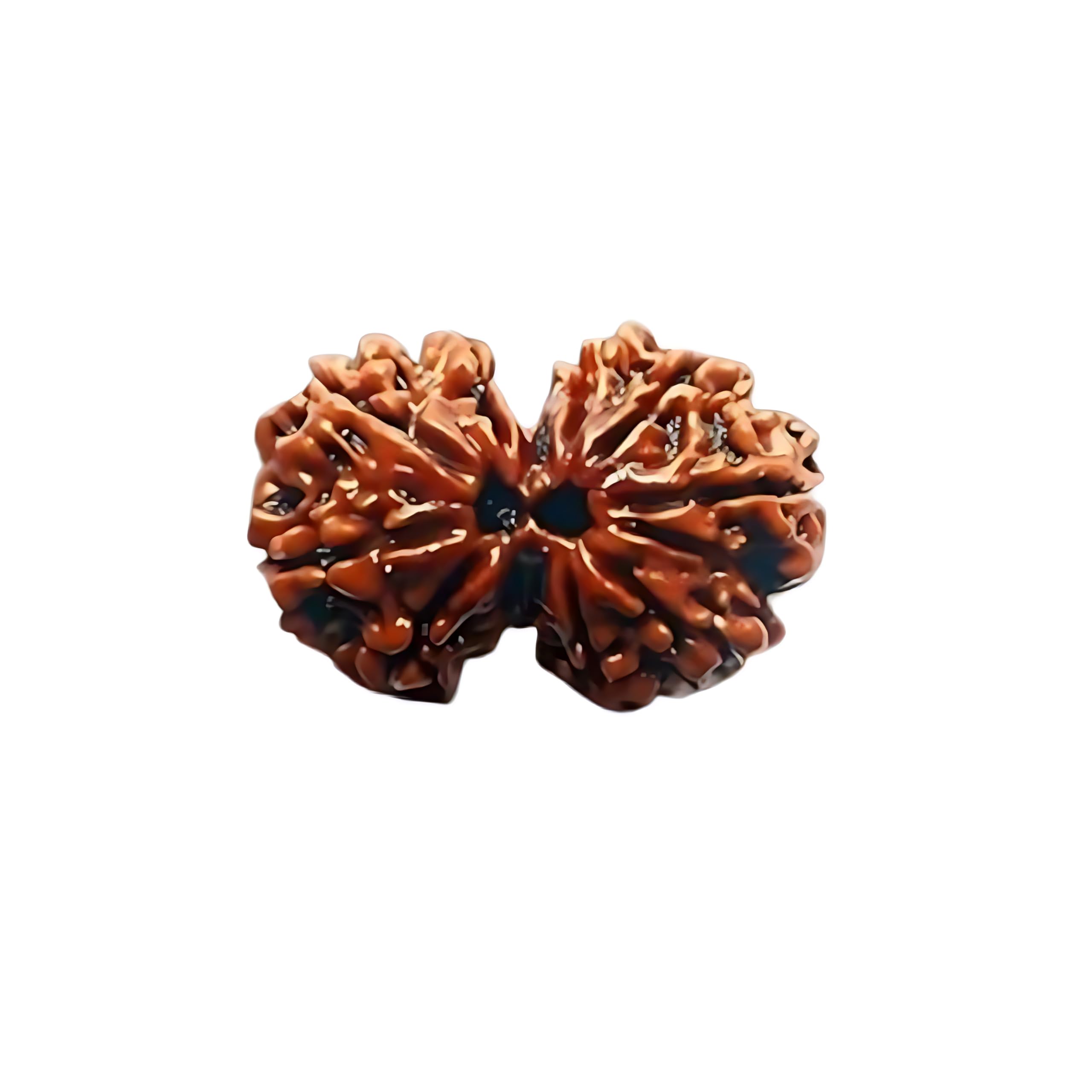 Natural Certified Gauri shankar Astrological Original Nepali Rudraksha Beads with lab tested certificate for men & Women.-image-32
