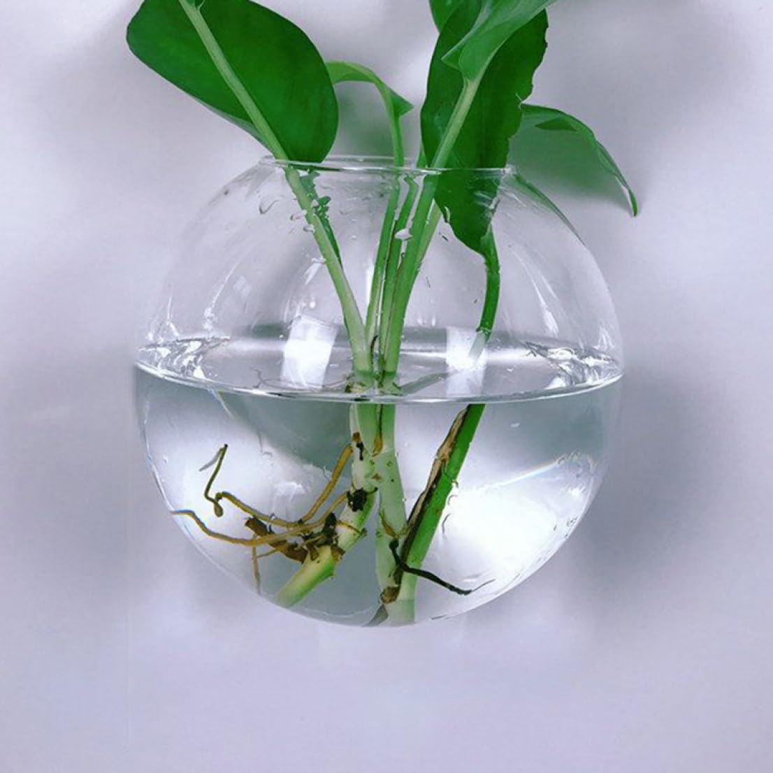 Amazon.co.jp: YJFFQ 壁掛けガラステラリウム プランター 屋内植物 
