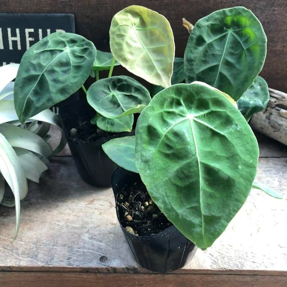 61qAFaUpFXL._AC_UF1000,