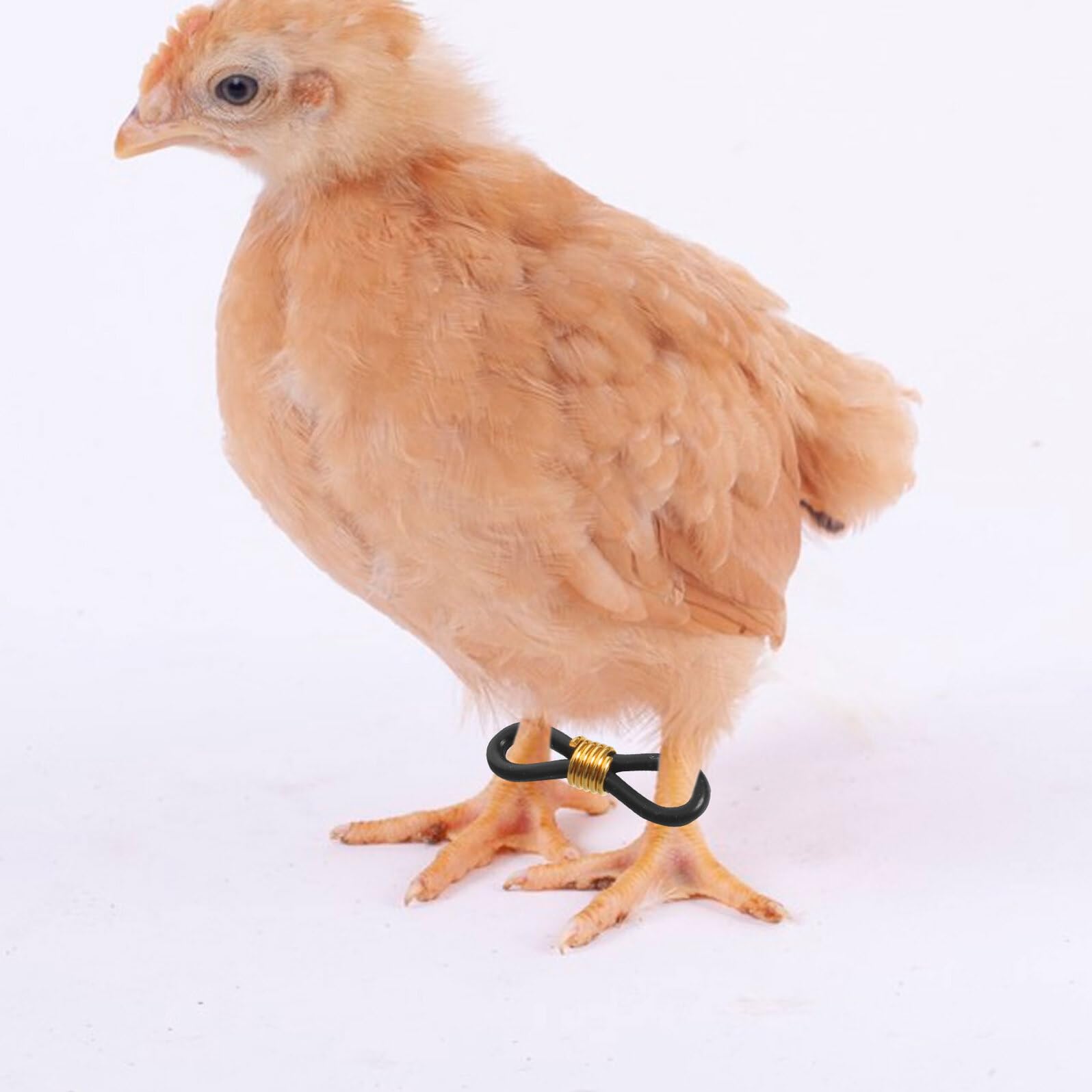 Angoily Correcteur D'alignement des Pattes D'oiseau en Caoutchouc Noir 300pcs pour Poulets et Cailles, Support de Jambe Écartée, pour Poulaillers Domestiques