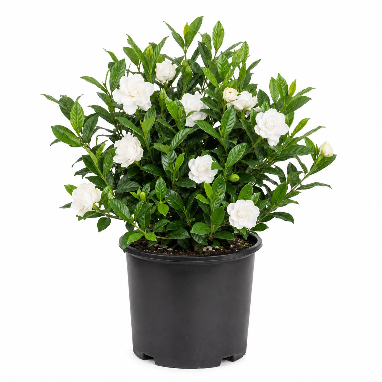 August Beauty Gardenia 2.5 Gallon