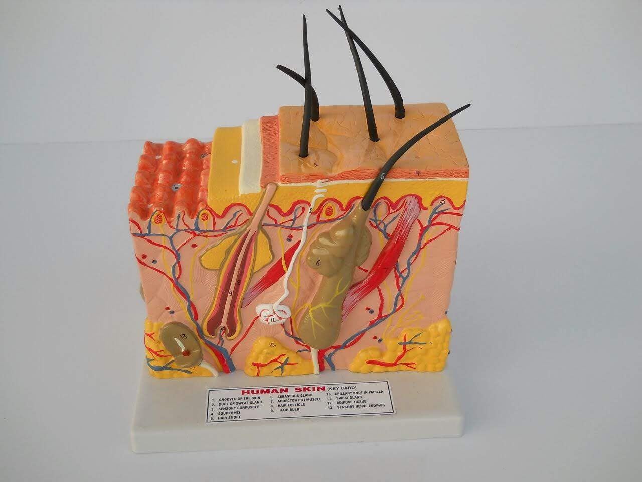 E-MEDI Anatomical Science Teaching Aid Human Skin Model With 70 X Life Size Enlarged (B0CG6LG4RG) Amazon Price History, Amazon Price Tracker