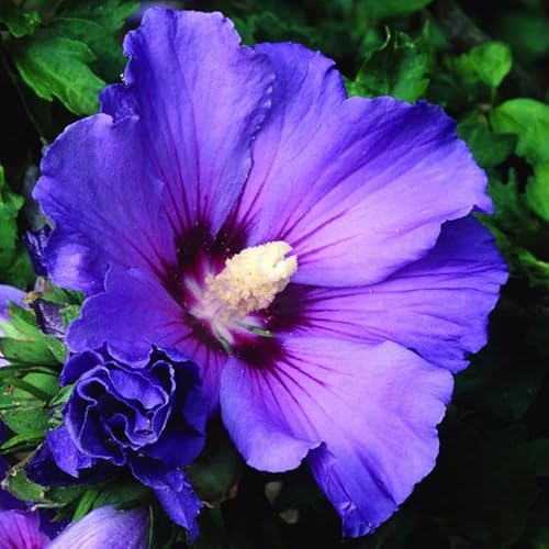 Rose of Sharon Plant Live 6-13 Inch Tall, Althea Hibiscus Syriacus Bush Shrub, in Pot, No Ship to CA (Purple Rose of Sharon)
