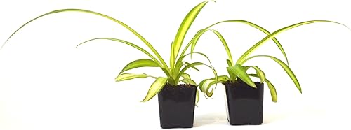 9GreenBox Planta de araña de océano Fácil de cultivar Limpia el aire Paquete de 2 adornos de plantas vivas para el hogar cocina oficina mesa 9GreenBox Planta de araña de océano Fácil de cultivar Limpia el aire Paquete de 2 adornos de plantas vivas para el hogar cocina oficina mesa