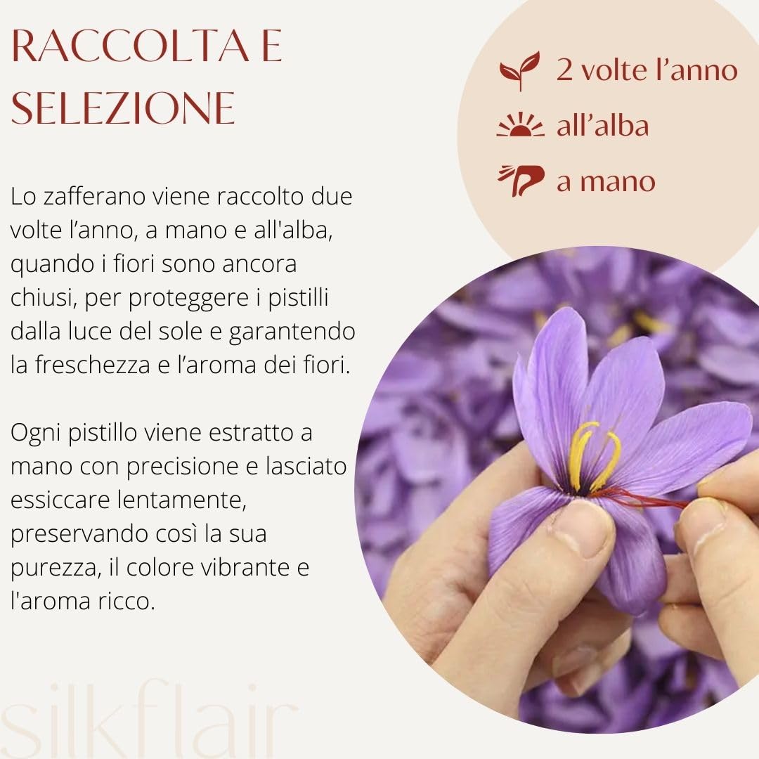 Silkflair - Zafferano in Pistilli - Mongra | Qualità Premium | aroma e colore intensi | raccolti a mano dal Kashmir (2g)