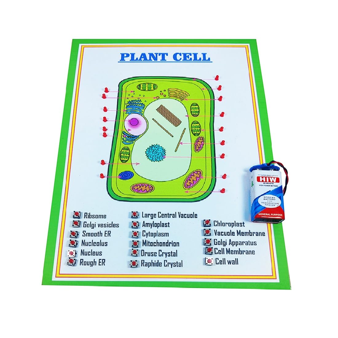 Plant Cell Science Kit | Biology Educational Model for School & College Students | Cell Structure Learning Tool for Science Projects & Classroom Study-image-39