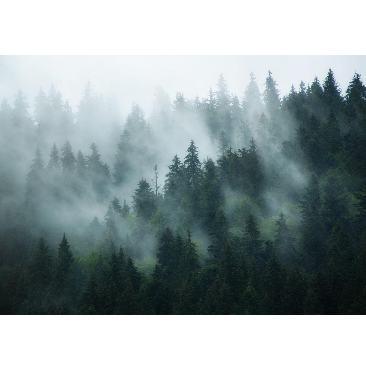 Runa Art Fototapete Wald Nebel 352 x 250 cm Vlies Tapeten XXL Moderne Wandtapete Wohnzimmer Schlafzimmer Grün 9552011a
