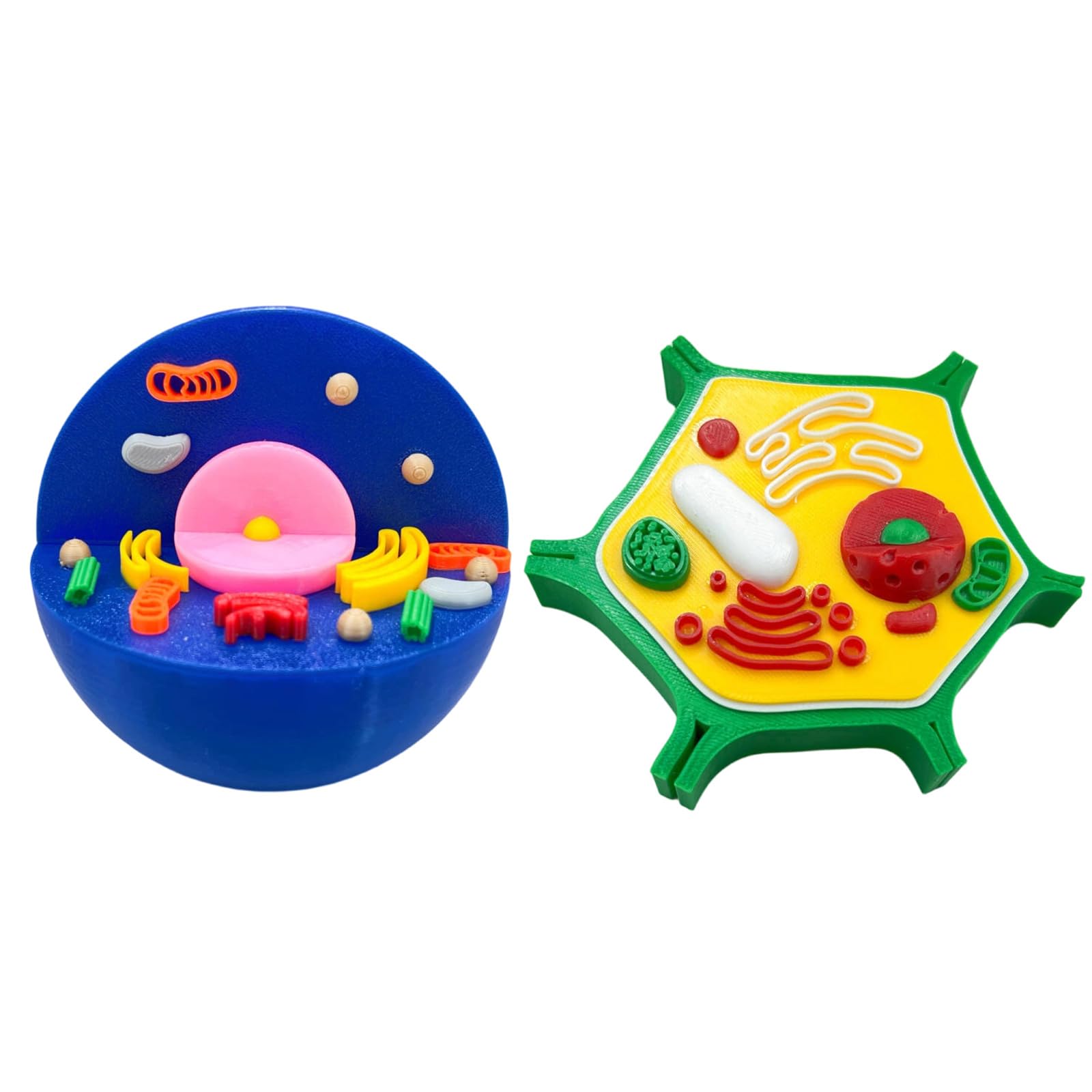 Maxtonser Animal and Plant Cell Anatomy Model Anatomical Animal Plant Cell Model Biology Class Teaching Tool