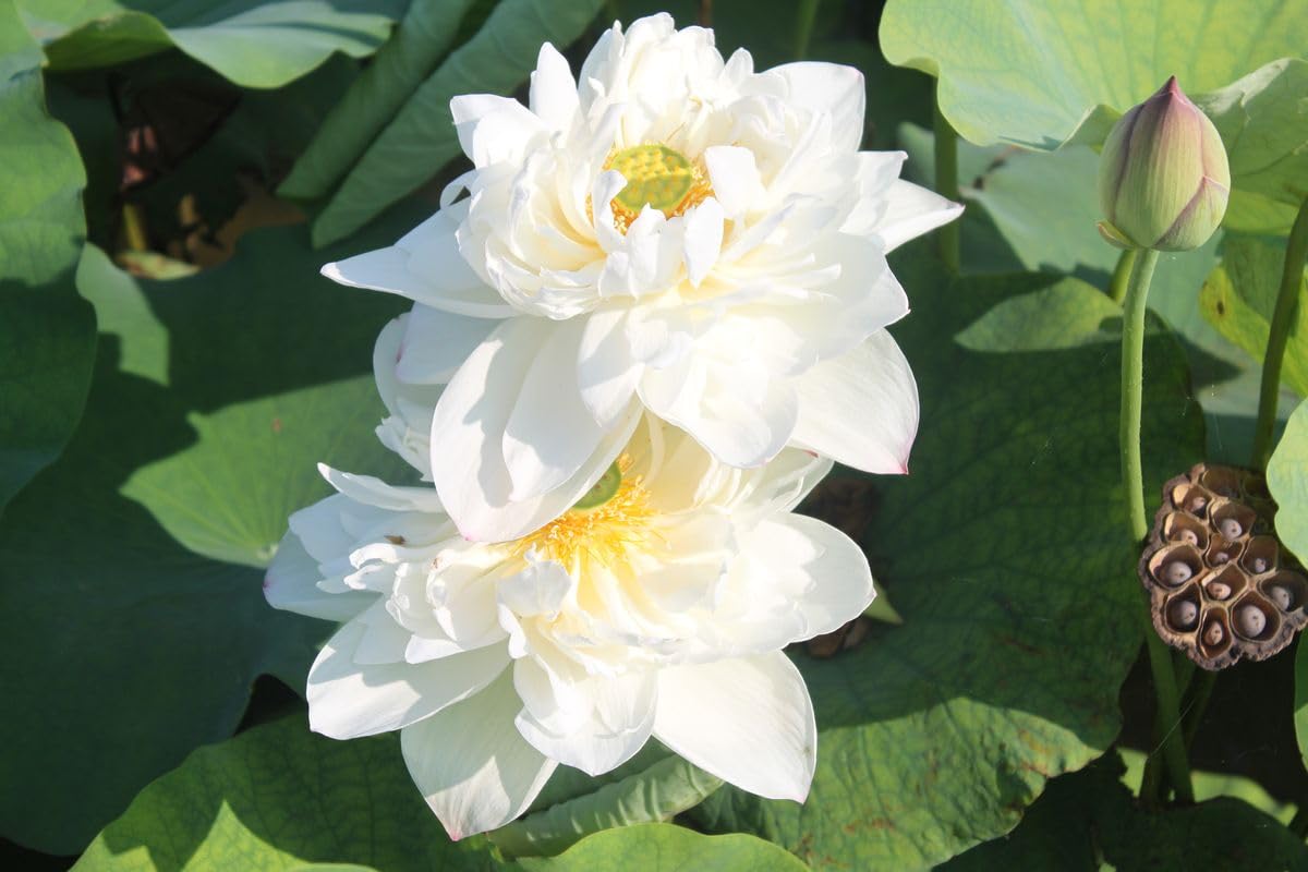 Aquatic plant Dwarf ‘Super White ’ Lotus Nelumbo nucifera Pink White Color 20 Fresh Seeds Pack-image-23