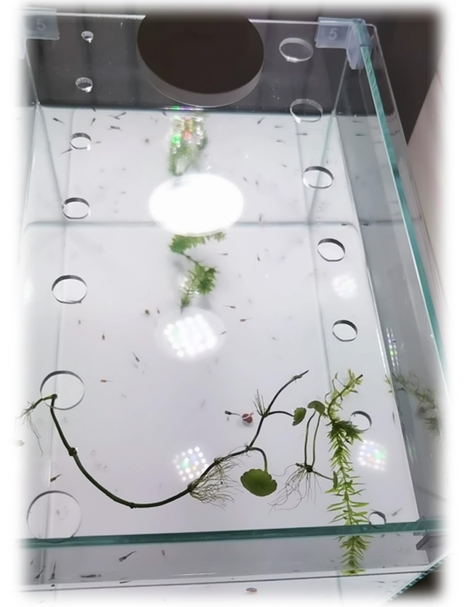 Generico Coperchio Scorrevole for Acquario in Acrilico, Copertura Anti-Fuga con Fori di Ventilazione, Deflettore Antispruzzo Resistente ai Gatti e Divisore a Forma di U(5 mm,60x20.4cm/1.97x0.67 ft)