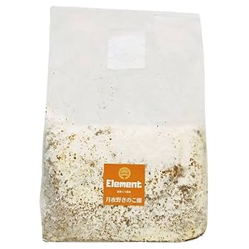 菌糸ブロック 10個 ヒラタケ　クワガタ　幼虫餌　ビギナーから上級者まで Amazon | 【2個セット】MYCELIUM 菌糸ビン1400cc 寒茸（カンタケ