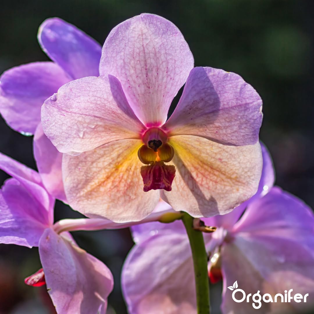 Flüssigdünger Für Orchideen (Phalaenopsis) - 5x1L - NPK 3-4-3
