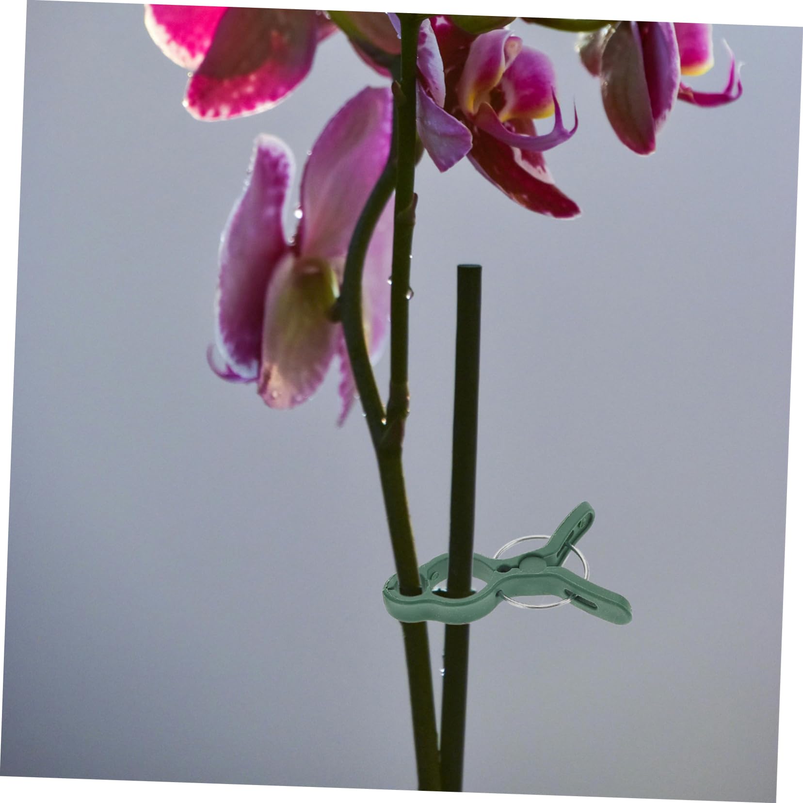 Set di 50 Clip in Plastica per Supporti per Pomodori, Resistenti e Facili da Usare, per Phalaenopsis e Piante da Giardino
