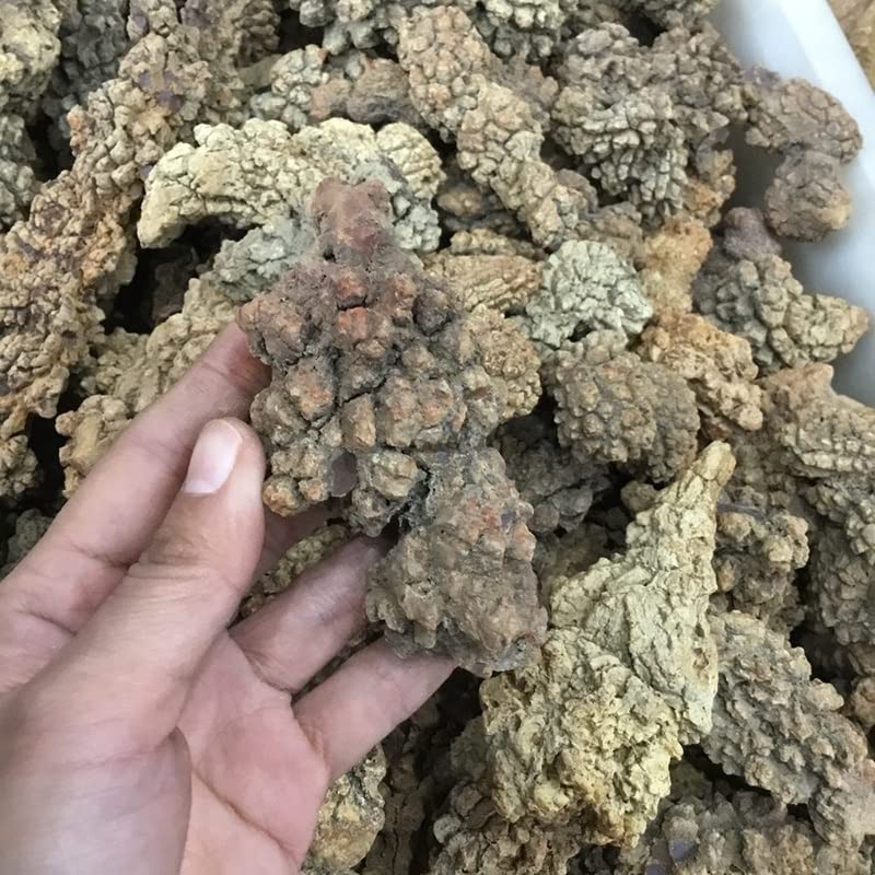 Heces ásperas de dinosaurio fósil de 400g para coleccionismo y decoración mineral de interiores 7