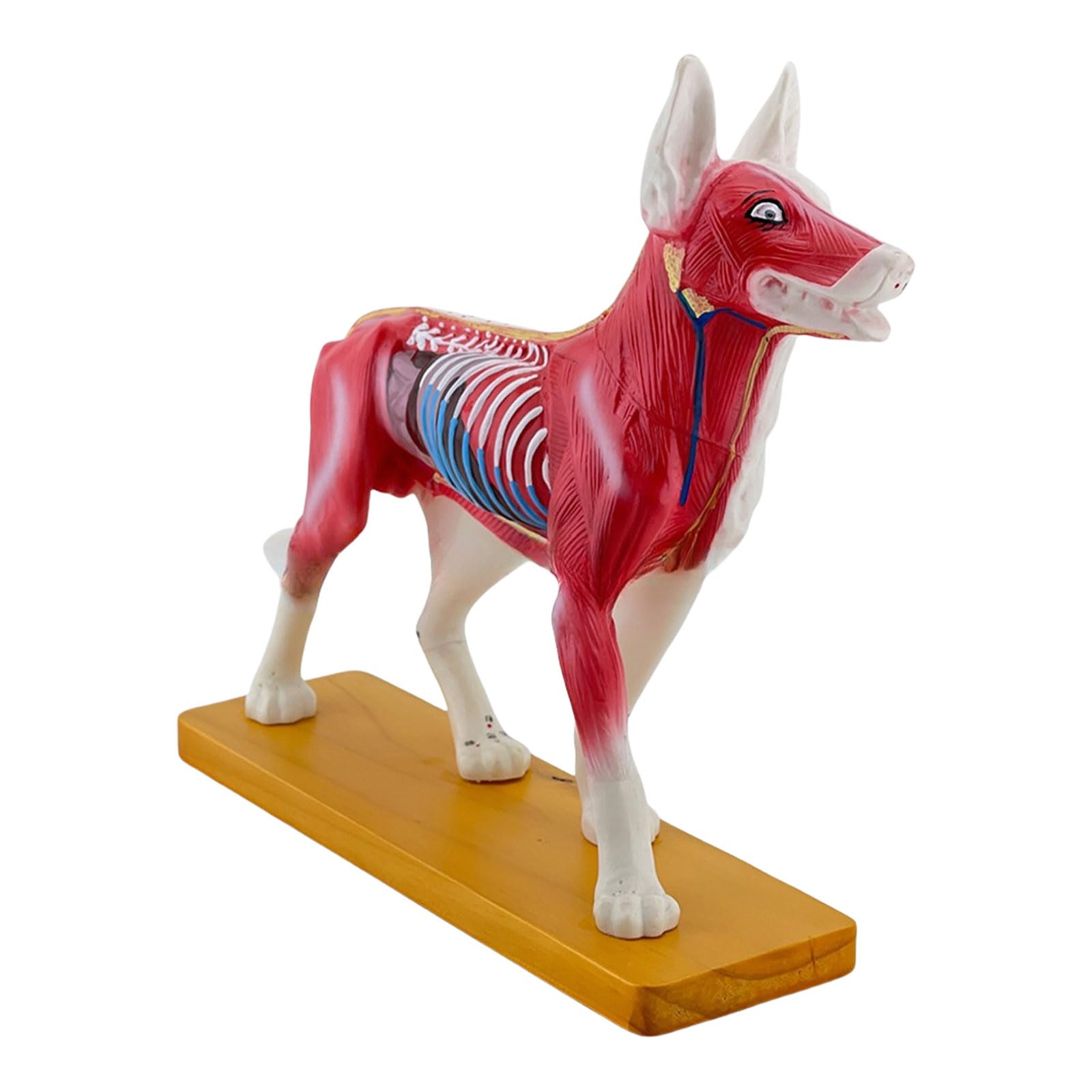 Modello Anatomia Del Cane Cane Modello Canino Agopuntura Aiuto Didattico Cane Modello Agopuntura Materiale Scolastico