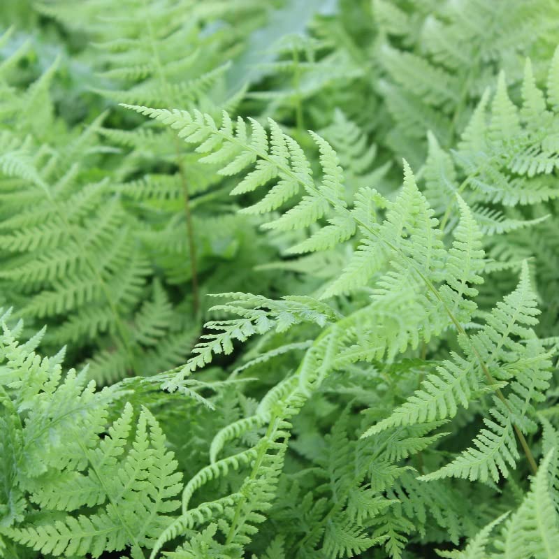 6x Frauenfarn 'Lady in Red' - Athyrium filix-femina 'Lady in Red' - Topf 9x9cm - Zierfarn für Schattenbeet
