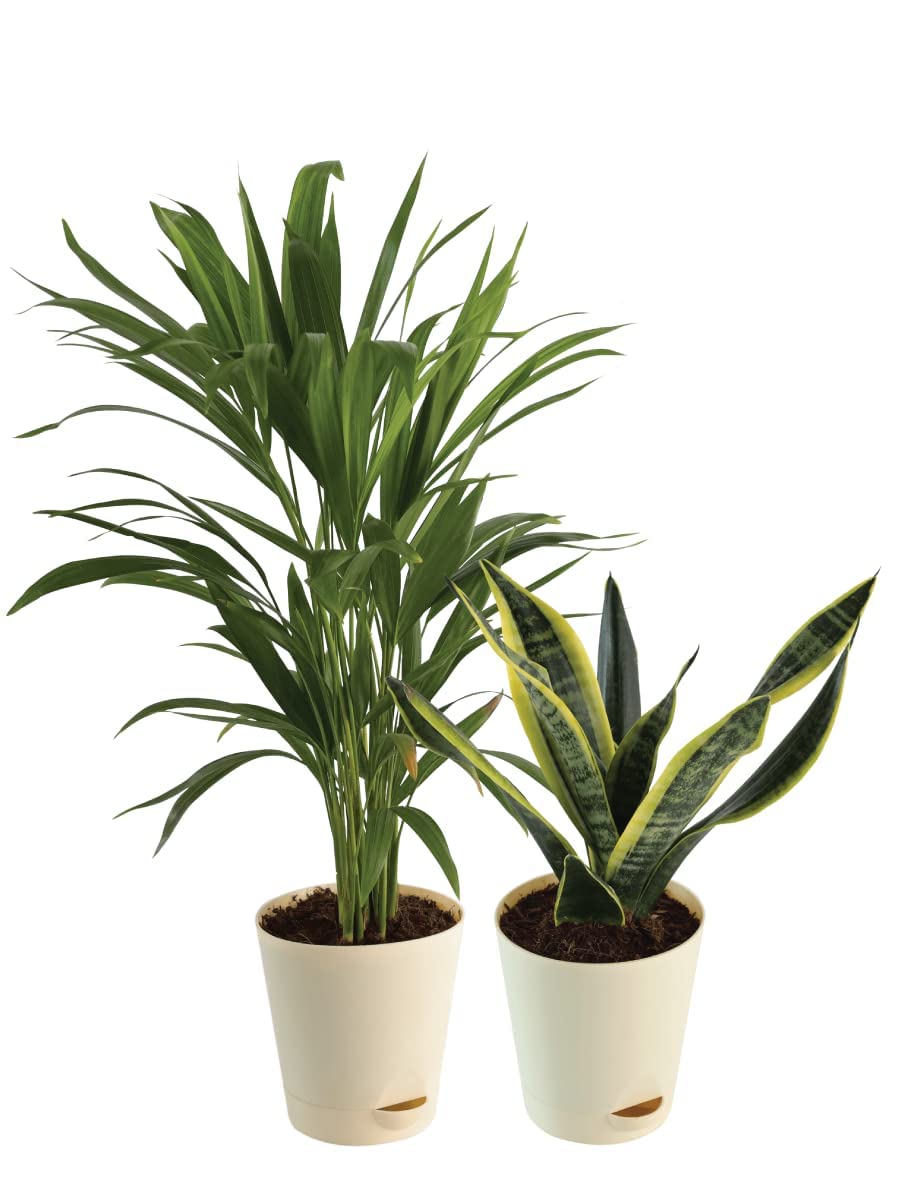 UGAOO Combo of 2 Indoor Live Plants Air Purifying Bundle - Areca Palm, Sansevieria Futura Superba (B0B74QRXRP) Amazon Price History, Amazon Price Tracker