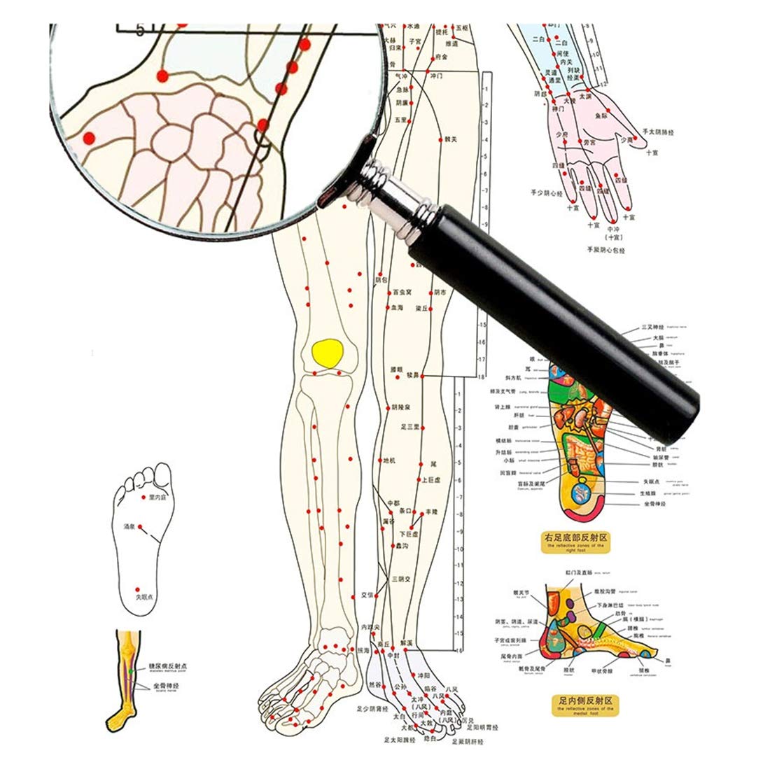 Zzooi Set of 2 Human Body Acupuncture Point Map, Chinese Version