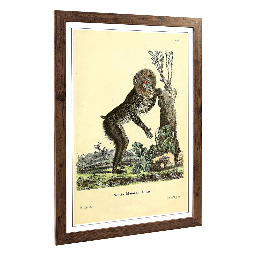 Big Box Art Framed Print of Vintage Jacques de Mandrill Design | Wall Art Picture | Home Decor for Kitchen, Living, Dining Room, Bedroom, Hallway, Office, Walnut, A2 / 24.5x18 Inch / 62x45cm