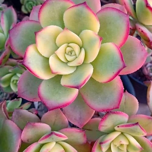 Aeonium Plant Live, Rarre Aeonium Suculents - Planta de interior en maceta de 4 pulgadas, suculentas para decoración del hogar y la oficina (verde