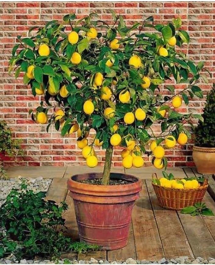 FasanGreen Vegetable Lemon Plant for Indoor & Outdoor with Pot (Multicolor, 120mm) (211)