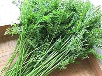 八ヶ岳 信州 高原 野菜 ⭐︎新鮮 人参 葉 生葉 葉っぱ 農薬不使用　ウサギ 八ヶ岳 信州 高原野菜 ⭐︎新鮮 人参の葉 農薬不使用 自然農法