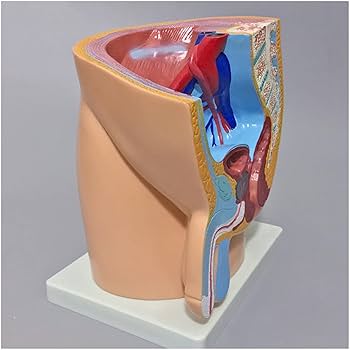 Amazon.co.jp: 男性骨盤生殖解剖学モデル - 女性生殖器モデル