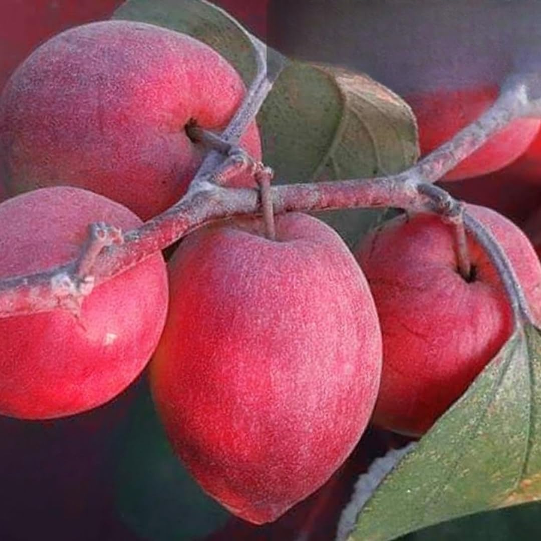 Nursery Live Rare Apple Ber Fruit/Jujube Fruit (" Red Sundari, Grafted Hybrid) Exotic 1 Live Fruit Plant