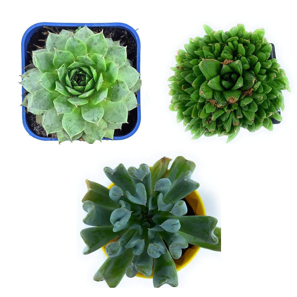 Creative Farmer Succulents Exotic Live Plants Echieveria And Others Best Variety - (Set Of Any 3 Assorted Combo) (B09HCRWGVQ) Amazon Price History, Amazon Price Tracker