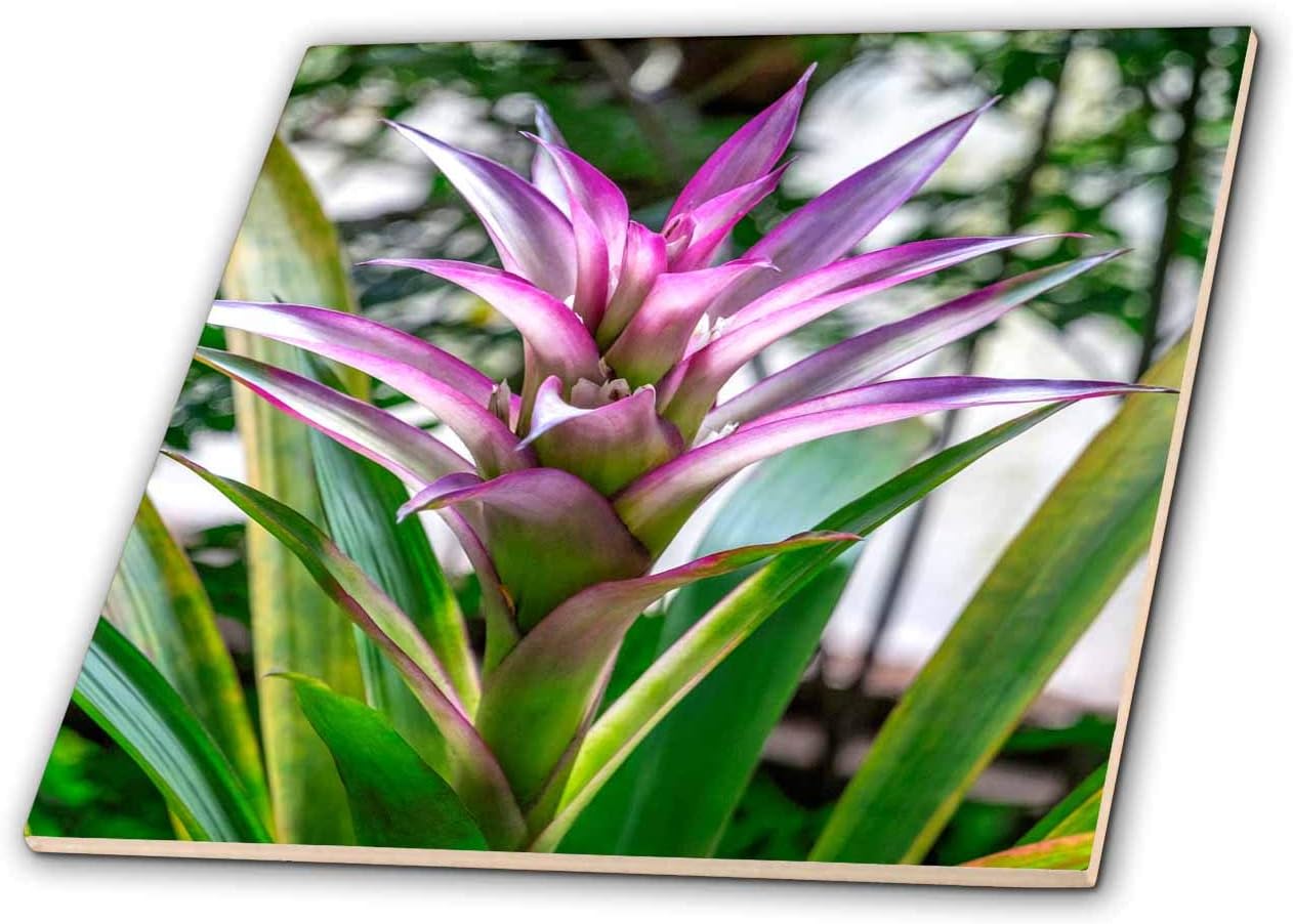 3dRose Bromeliad 12 Inch Ceramic Tile