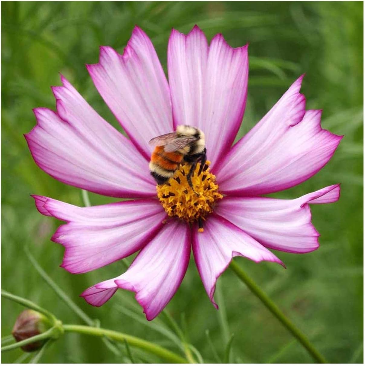 Everwilde Farms - 1 Lb Picotee Cosmos Wildflower Seeds - Gold Vault