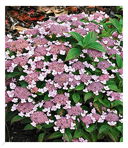 BALDUR Garten Zwerg-Hortensien 'Lace Delight', Hydrangea serrata, 1 Pflanze, Gartenhortensie Bodendecker winterhart, Wasserbedarf gering, für Standort im Schatten geeignet, blühend