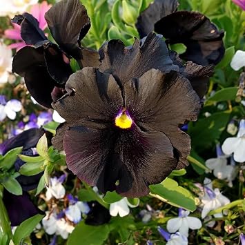 100+ Black Velvet Pansy Viola Seeds Flowers Garden Planting
