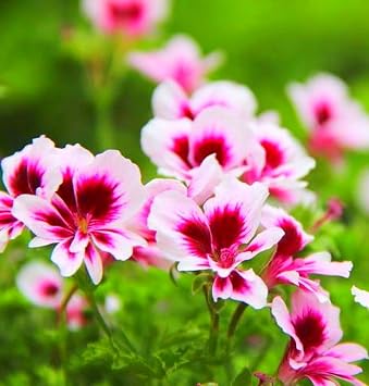 25 Pcs Purple Geranium Seeds - Large Perennial Heirloom Non-GMO Giant