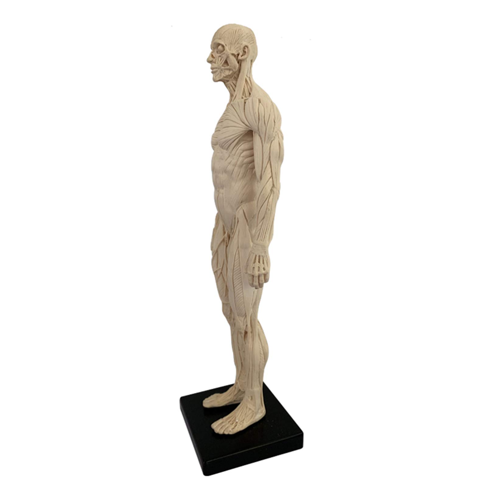 Modello Anatomico Umano Dell'Osso Del Muscolo - Figura Di Anatomia Maschile Da 11 Pollici Corpo Umano Modello Anatomico Muscoloscheletrico Schizzo Artistico Pittura Scultura Per Studio Di Disegno Di