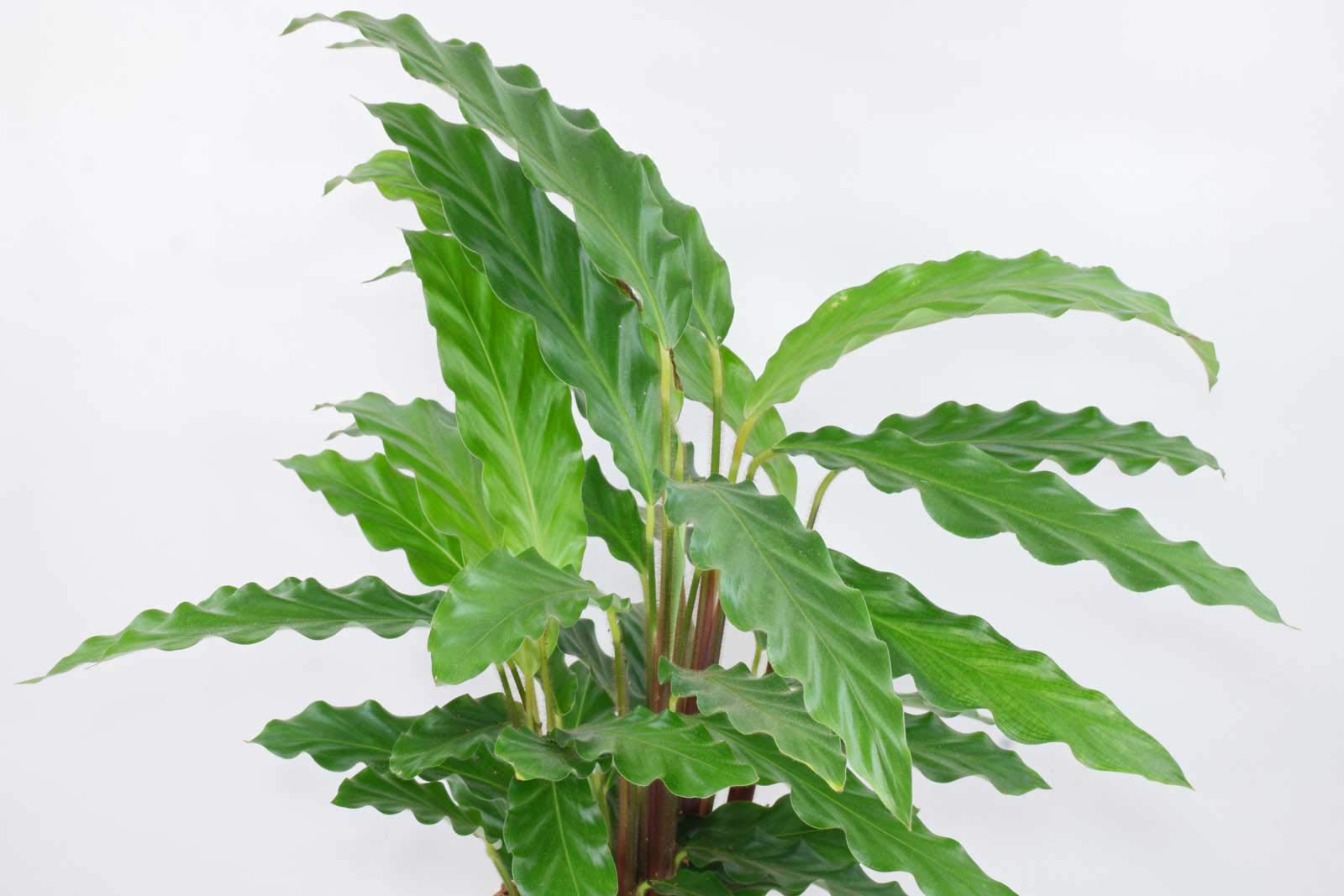 Calathea Rufibarba live Plant-image-9