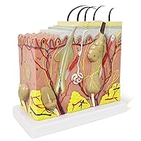 Vista 7 de Modelo de piel, modelo de estructura de capa anatómica de piel ampliada 35X con cabello para aprendizaje en el aula de ciencias, pantalla