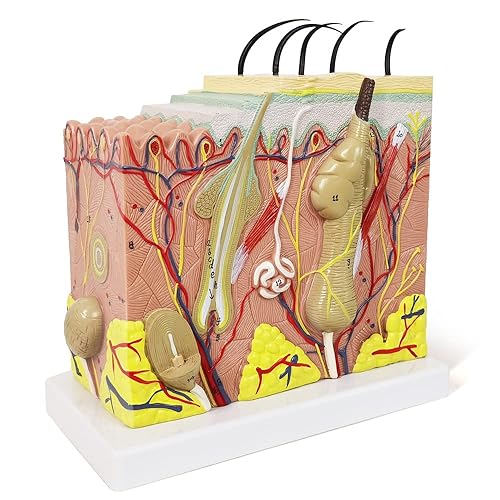 Modelo de piel, modelo de estructura de capa de piel anatómica ampliada 50X con cabello para el aula de ciencias, aprendizaje y enseñanza, pantalla