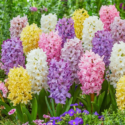 Pastel Mix Hyacinth Bulbs for Planting - Easy to Grow Perennial Hyacinth (20 Bulbs)