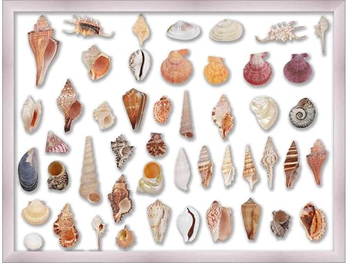 Miniatura 3 de 8x10 Silver Shadowbox Frame - Shadow Box Frame Interior Size 8x10 by 2 Inches Deep - Silver Frame Is Made to Display Items Up To 1.75 Inches Deep!