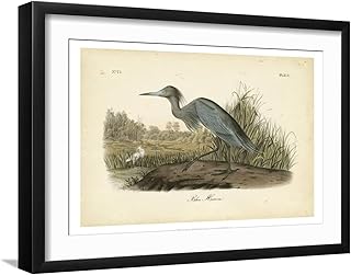 Art.com Wall Art Print Audubon's Blue Heron on Black Frame by John James Audubon, 23" x 17"