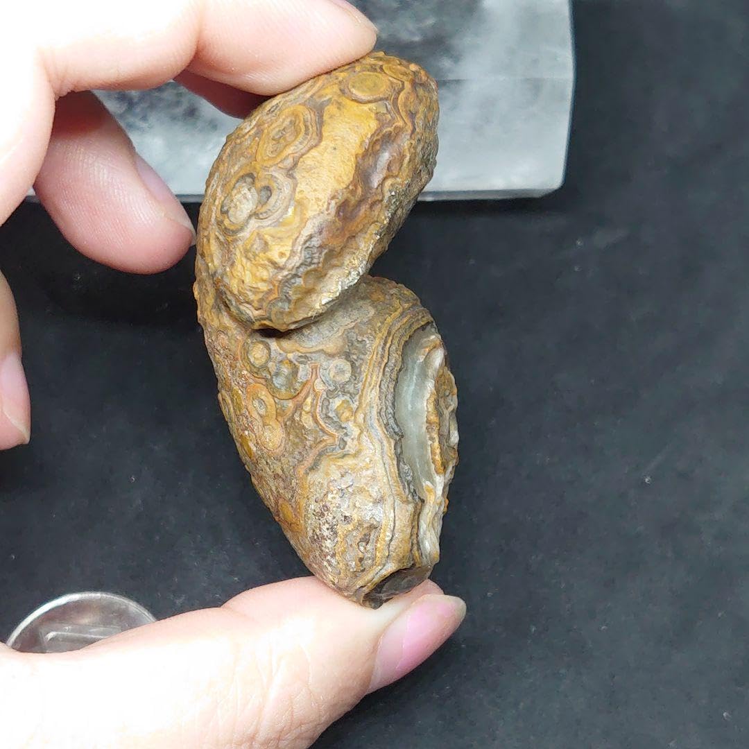 アラシャンゴビ瑪瑙 金銭眼石 原石 象形石 置物 蒙天珠 ゴビ瑪瑙 ゴビ石 Amazon.co.jp: アラシャンゴビ瑪瑙 金銭眼石 原石 象形石 置物 蒙天珠