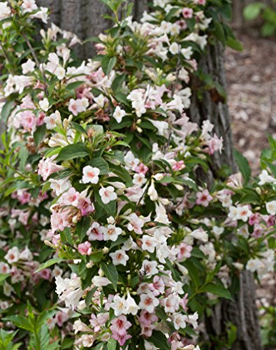Proven Winners - Weigela florida Sonic Bloom Pearl (Reblooming Weigela) Shrub, white flowers, #3 - Size Container