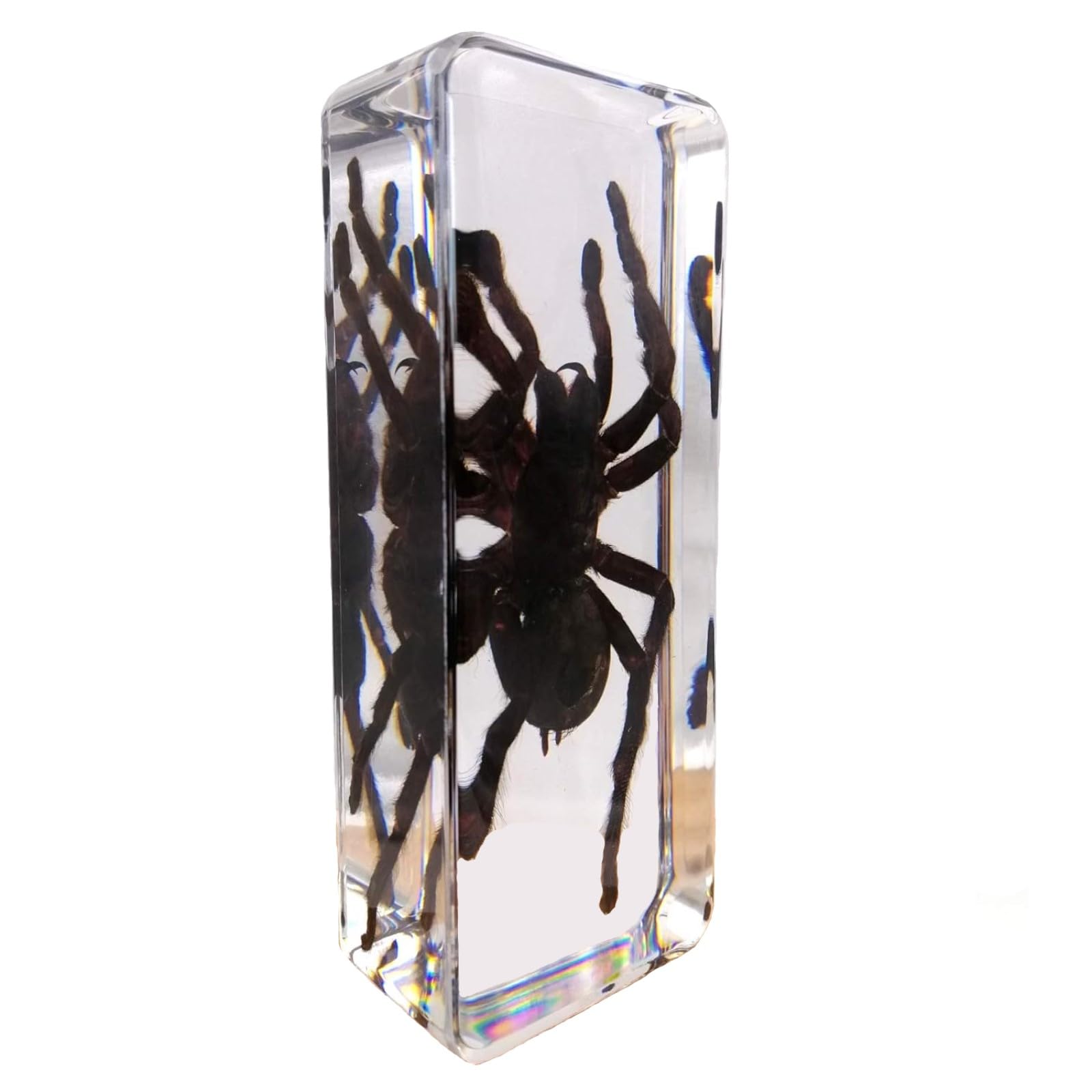 DRXRD Véritable Taxidermie Araignée, Spécimen de Tarentule en Résine Transparente, Ornement d’Artisanat d’araignée Tarentule, pour Comprendre la Structure du Corps de l’araignée
