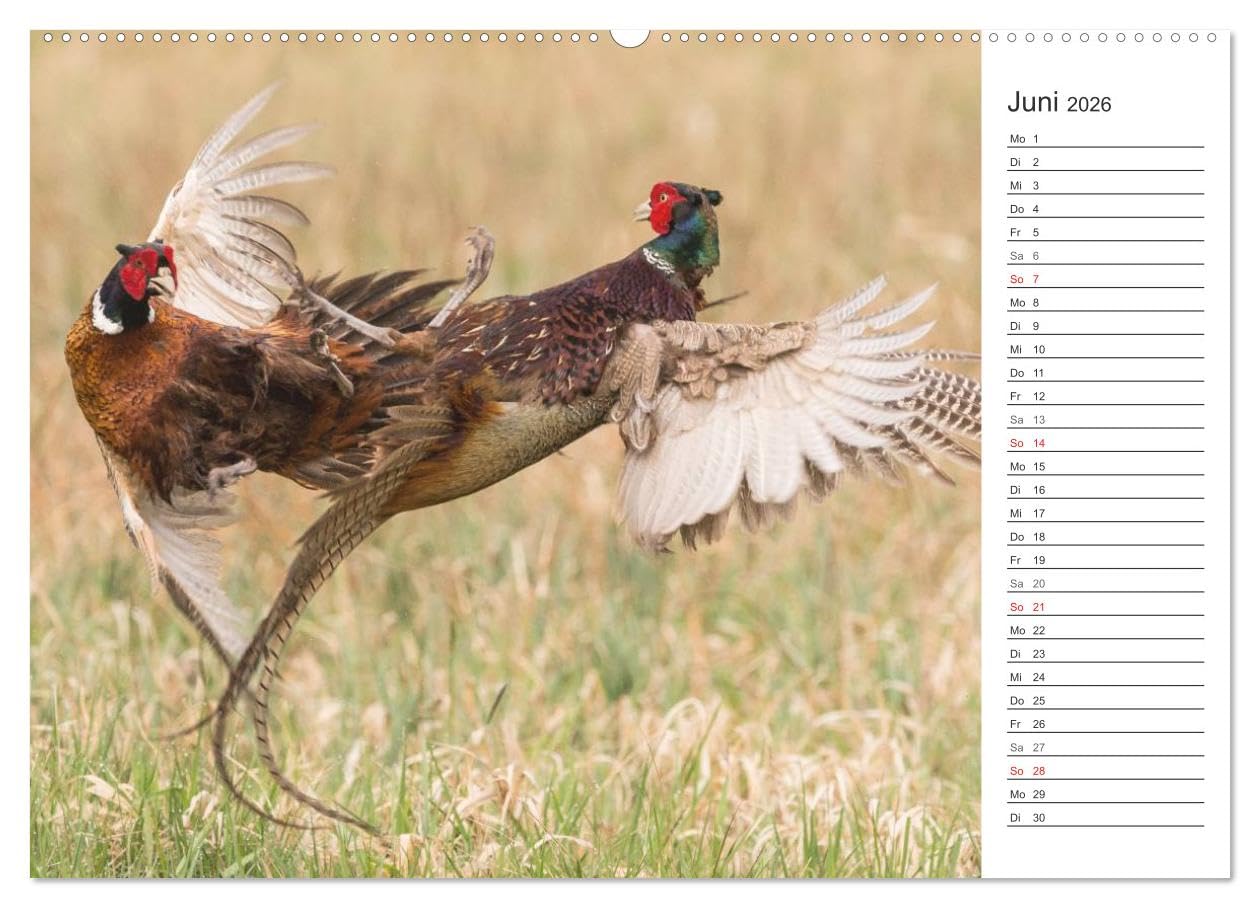 Emotionale Momente: Wild und Jagd. (hochwertiger Premium Wandkalender 2026 DIN A2 quer), Kunstdruck in Hochglanz: Der Planer für alle Jäger und Jagdfreunde. (CALVENDO Hobbys)